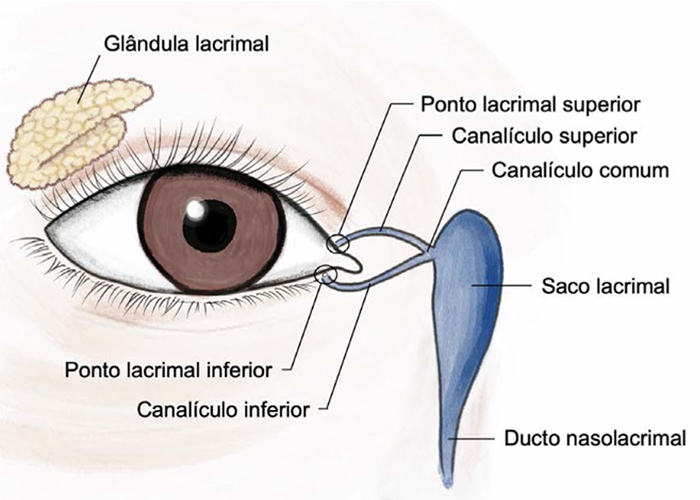 Vias lacrimais